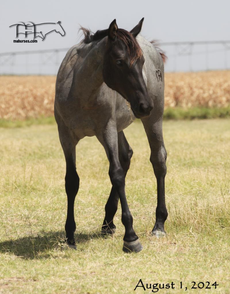 Drifting Dividend MA's 2023 Blue Roan Filly